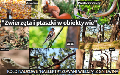 Zdjęcie do &bdquo;Naelektryzowani wiedzą z Gniewina&rdquo; rozwiązują zagadkę tajemniczego zniknięcia Ignacego