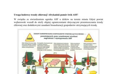Zdjęcie do Afrykański pom&oacute;r świń ASF!