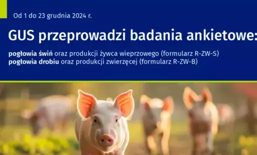 Zdjęcie do Badanie pogłowia świń oraz produkcji żywca wieprzowego (R-ZW-S) i Badanie pogłowia drobiu oraz produkcji zwierzęcej (R-ZW-B) (003)